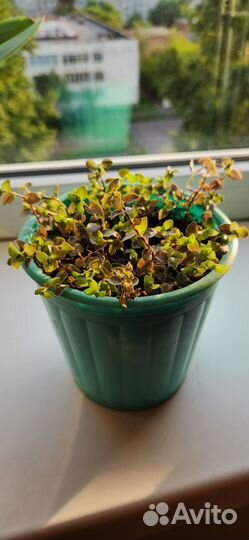 Каллизия зелёная обмен