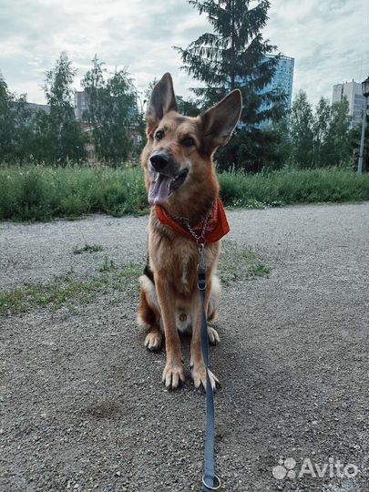 Квартирная передержка собак у кинолога