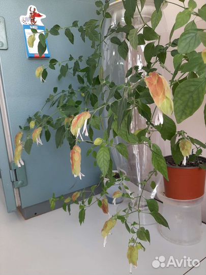 Белопероне