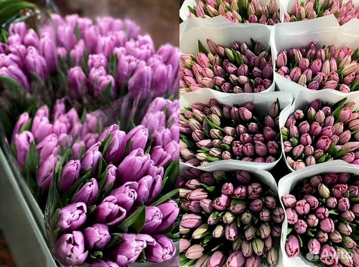 Тюльпаны оптом белые и другие