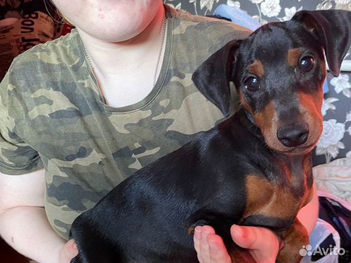 Цвергпинчер