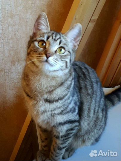 Кошка в добрые руки