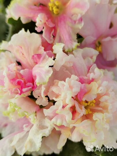 Фиалка солнышко