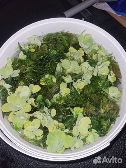 Аквариумные растения