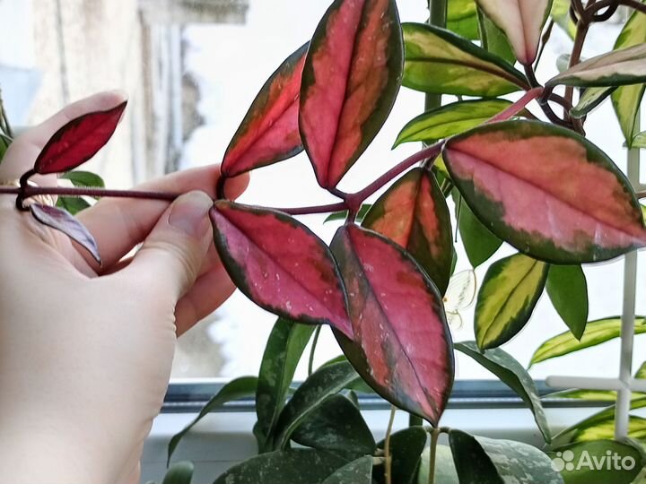Hoya Carnosa Tricolor (срез)