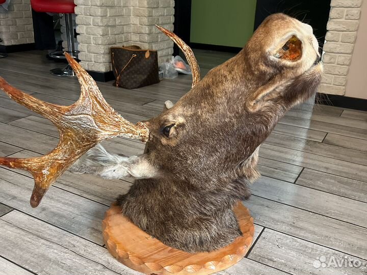 Чучело головы лося