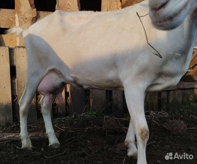 Зааненская коза