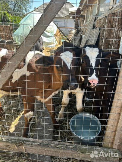 Продаются телята (тёлочки), три, четыре месяца