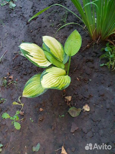 Многолетники