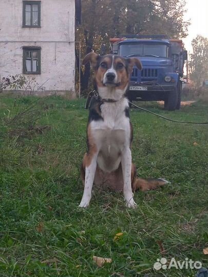 Собака в добрые руки щенок дворняга