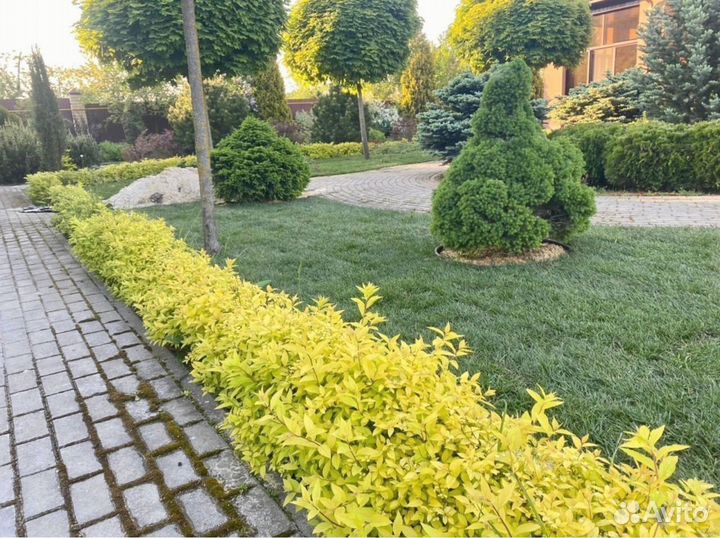 Укладка рулонного газона - 100 мятлик