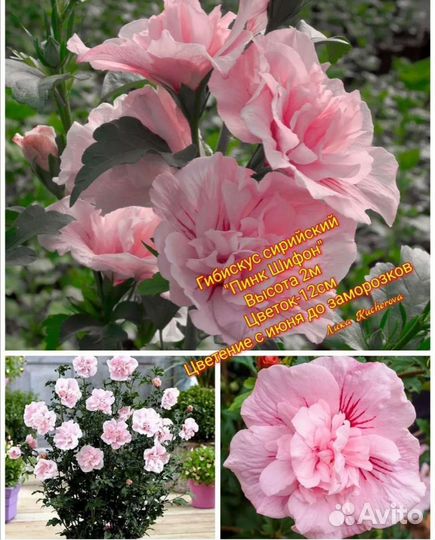 Гибискусы Сирийские махровые почта/сдек
