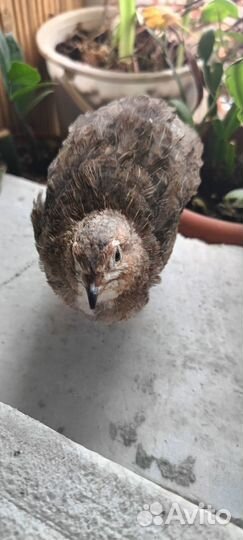 Перепёлки Селадон