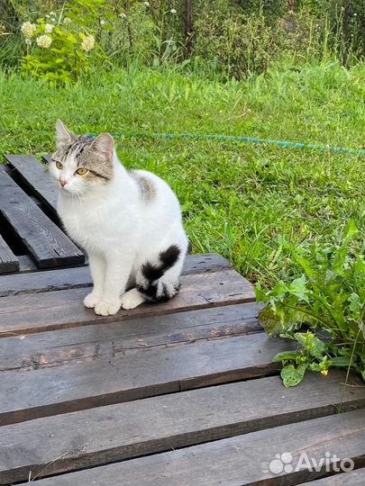 Котенок