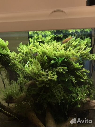 Мох для аквариума