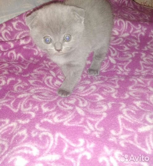 Британские вислоухие котята