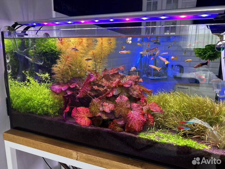 Аквариумные растения,прополка, ракушки