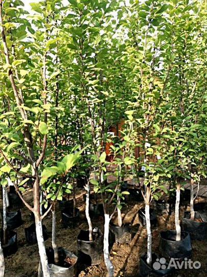 Саженцы Яблоня Коричное Полосатое