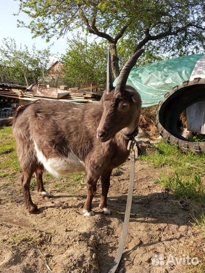 Продам козу Ла-манча. Родит 22 апреля