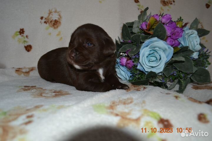 Щенки лабрадора