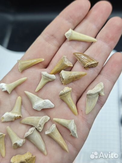 Зуб вымершей акулы