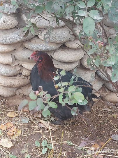 Мараны чёрно-медные Франция(импорт)