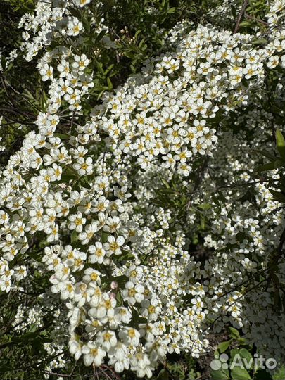 Спирея Белая невеста