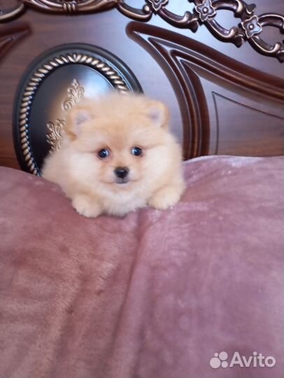 Померанский шпиц