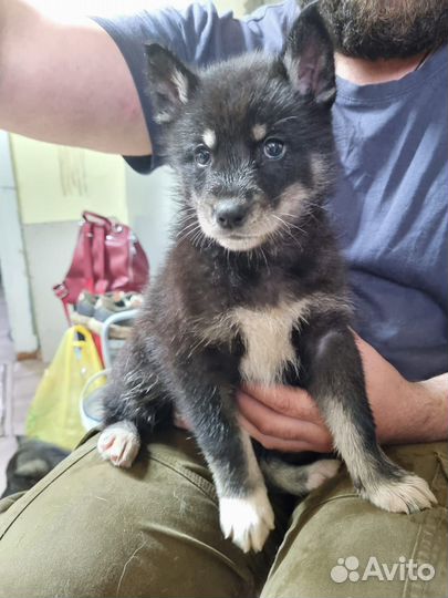 Щенки сибирской хаски Таштагол