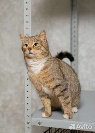 Кошка Мишель в дар