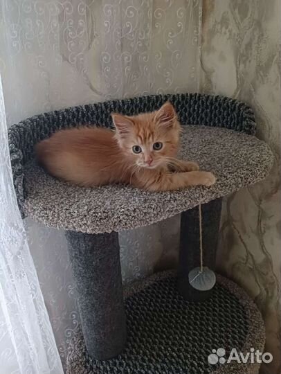 Рыжее счастье для доброго сердца