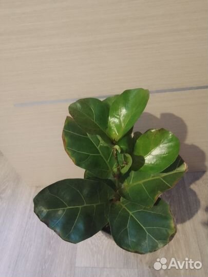 Фикус лирата