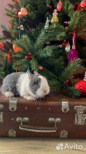 Декоративные карликовые кролики