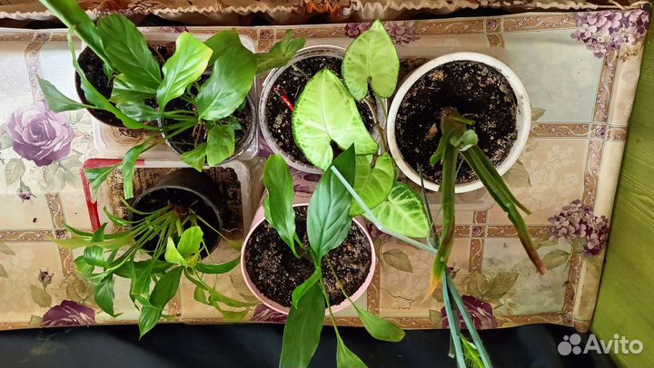 Цветы комнатные