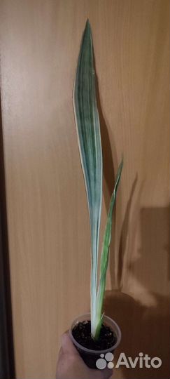 Сансевиерия