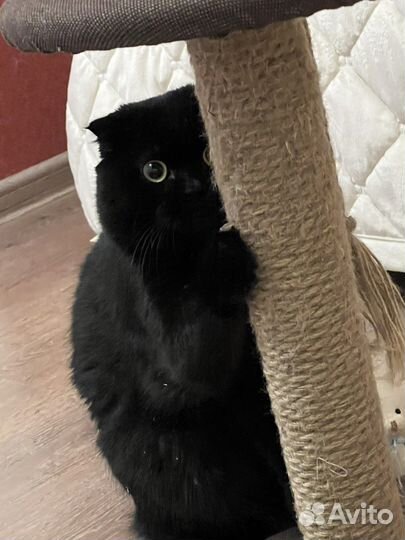 Шотландский кот вязка