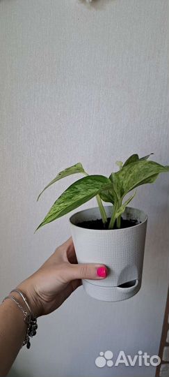 Сциндапсусы