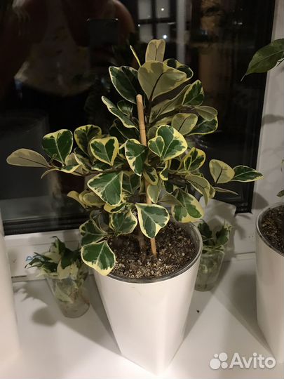 Фикус вайт марджин