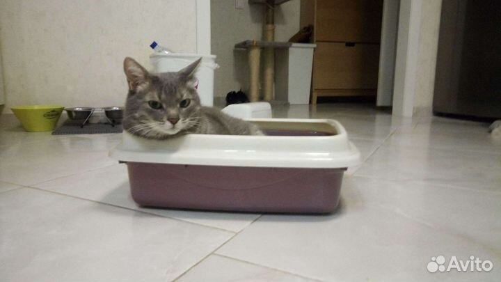 Лоток для кошек