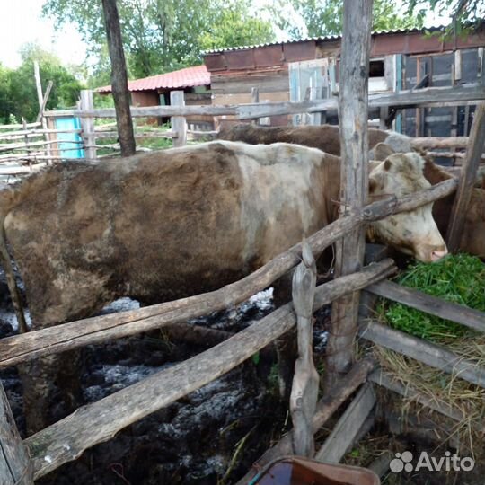 Продажа крс