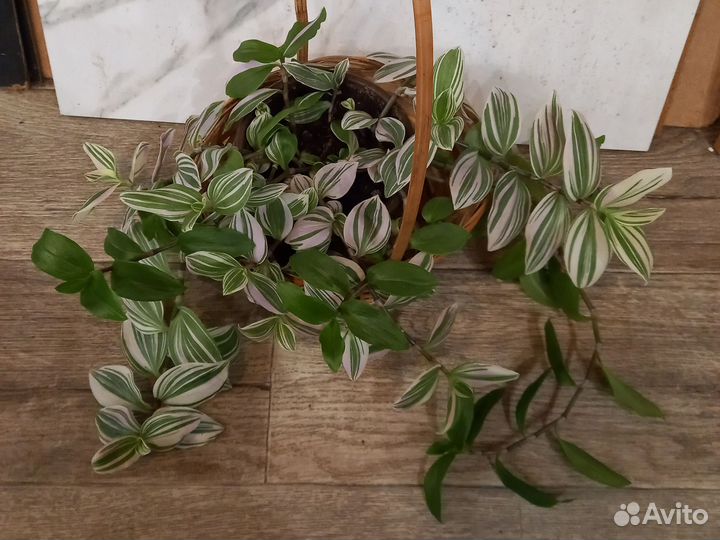 Комнатные цветы