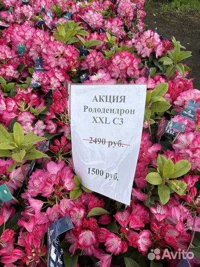 Рододендроны