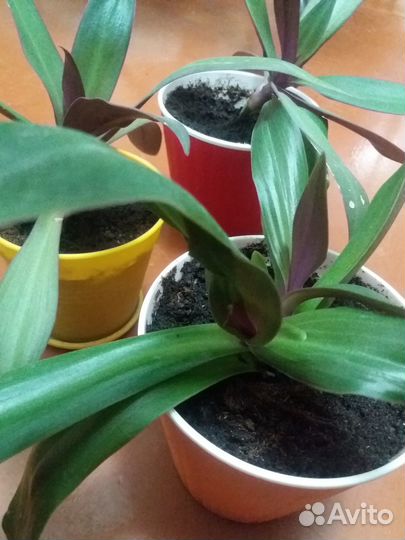 Цветок рео рэо традесканция Ладья Моисея фиолет