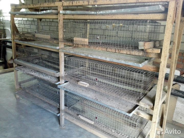 Брудер и клетки для цыплят.по- (штучно)
