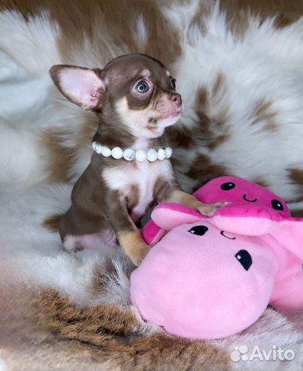 Шоколадный мальчик чихуахуа