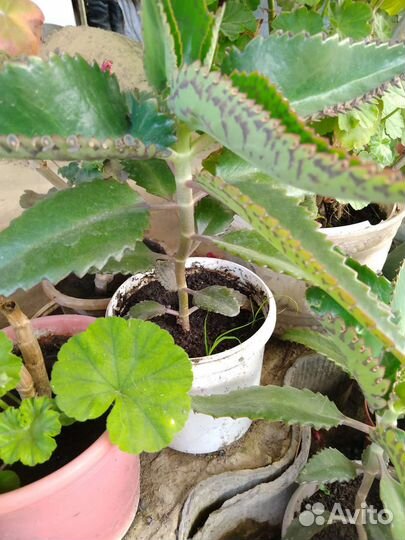 Каланхоэ лечебное