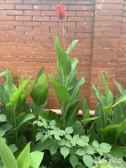 Цветы канны красные (клубни)