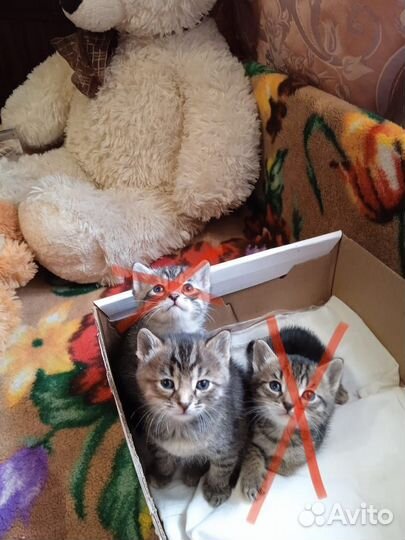 Маленький котенок девочка в добрые руки