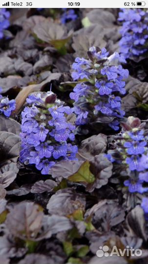 Живучка ползучая