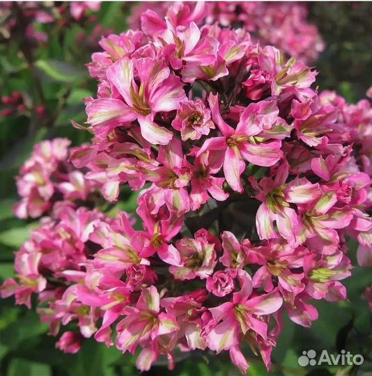 Флоксы серии Фелингс